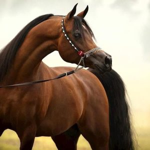 زیبایی اسب عرب - استان خوزستان - شوش